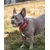 lionto collier pour chien en nylon, rembourré, réfléchissant 360°