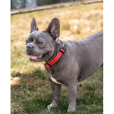 lionto collier pour chien en nylon, rembourré, réfléchissant 360°