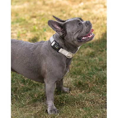 lionto collier pour chien en nylon, rembourré, réfléchissant 360° lionto collier pour chien en nylon, rembourré, réfléchissant 360°