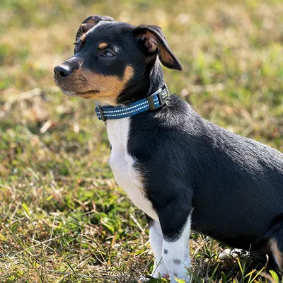lionto collier pour chien en nylon, rembourré, réfléchissant 360°