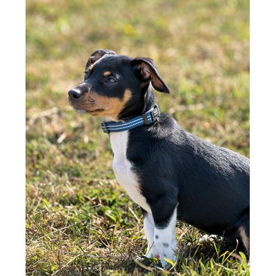 lionto collier pour chien en nylon, rembourré, réfléchissant 360°