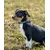 lionto collier pour chien en nylon, rembourré, réfléchissant 360° lionto collier pour chien en nylon, rembourré, réfléchissant 360°