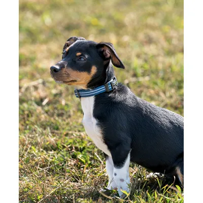 lionto collier pour chien en nylon, rembourré, réfléchissant 360° lionto collier pour chien en nylon, rembourré, réfléchissant 360°