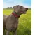 lionto Hundehalsband aus Nylon, gepolstert, 360° reflektierend