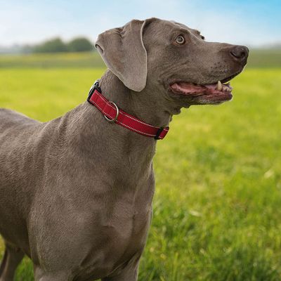 lionto collier pour chien en nylon, rembourré, réfléchissant 360° XL : 45 - 70 cm, Rouge