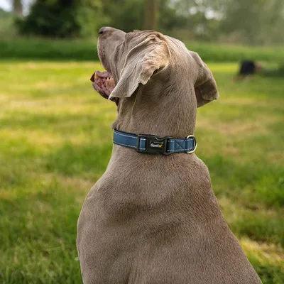 lionto collier pour chien en nylon, rembourré, réfléchissant 360° lionto collier pour chien en nylon, rembourré, réfléchissant 360°