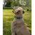 lionto collier pour chien en nylon, rembourré, réfléchissant 360° lionto collier pour chien en nylon, rembourré, réfléchissant 360°