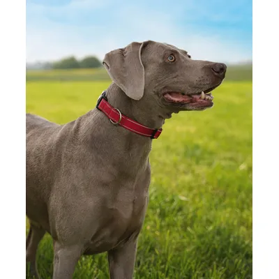lionto collier pour chien en nylon, rembourré, réfléchissant 360° lionto collier pour chien en nylon, rembourré, réfléchissant 360°