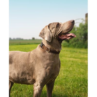 lionto Hundehalsband aus Nylon, gepolstert, 360° reflektierend