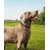 lionto collier pour chien en nylon, rembourré, réfléchissant 360° lionto collier pour chien en nylon, rembourré, réfléchissant 360°