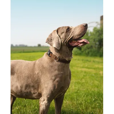 lionto collier pour chien en nylon, rembourré, réfléchissant 360° lionto collier pour chien en nylon, rembourré, réfléchissant 360°