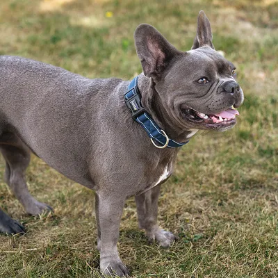 lionto collier pour chien en nylon, rembourré, réfléchissant 360°