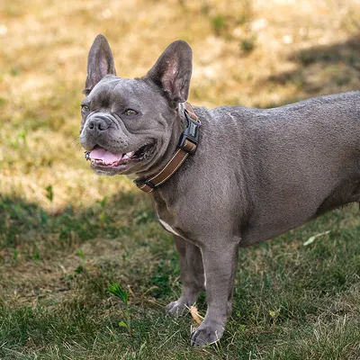 lionto collier pour chien en nylon, rembourré, réfléchissant 360°
