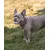 lionto collier pour chien en nylon, rembourré, réfléchissant 360° lionto collier pour chien en nylon, rembourré, réfléchissant 360°
