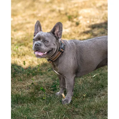 lionto collier pour chien en nylon, rembourré, réfléchissant 360° lionto collier pour chien en nylon, rembourré, réfléchissant 360°