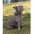 lionto collier pour chien en nylon, rembourré, réfléchissant 360° lionto collier pour chien en nylon, rembourré, réfléchissant 360°