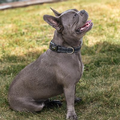 lionto collier pour chien en nylon, rembourré, réfléchissant 360°