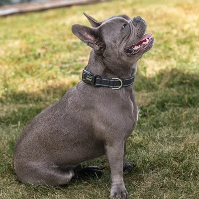 lionto collier pour chien en nylon, rembourré, réfléchissant 360°
