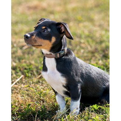lionto Hundehalsband aus Nylon, gepolstert, 360° reflektierend