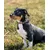 lionto collier pour chien en nylon, rembourré, réfléchissant 360° lionto collier pour chien en nylon, rembourré, réfléchissant 360°