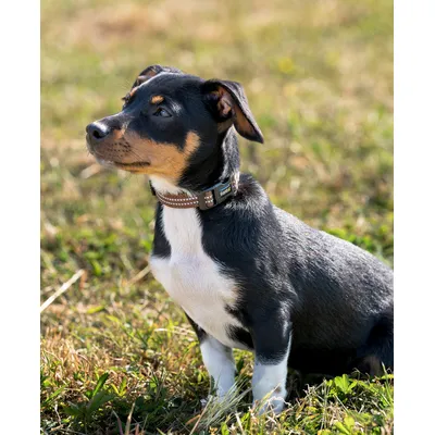 lionto collier pour chien en nylon, rembourré, réfléchissant 360° lionto collier pour chien en nylon, rembourré, réfléchissant 360°