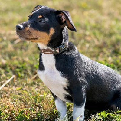 lionto collier pour chien en nylon, rembourré, réfléchissant 360°