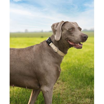 lionto Hundehalsband aus Nylon, gepolstert, 360° reflektierend