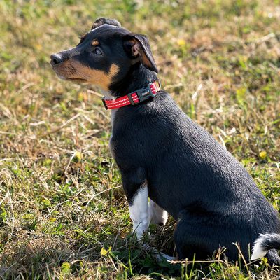 lionto collier pour chien en nylon, rembourré, réfléchissant 360° XS : 20 - 30 cm, Rouge