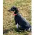 lionto collier pour chien en nylon, rembourré, réfléchissant 360° lionto collier pour chien en nylon, rembourré, réfléchissant 360°