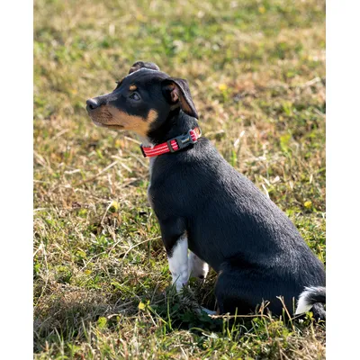 lionto collier pour chien en nylon, rembourré, réfléchissant 360° lionto collier pour chien en nylon, rembourré, réfléchissant 360°