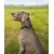 lionto collier pour chien en nylon, rembourré, réfléchissant 360° lionto collier pour chien en nylon, rembourré, réfléchissant 360°