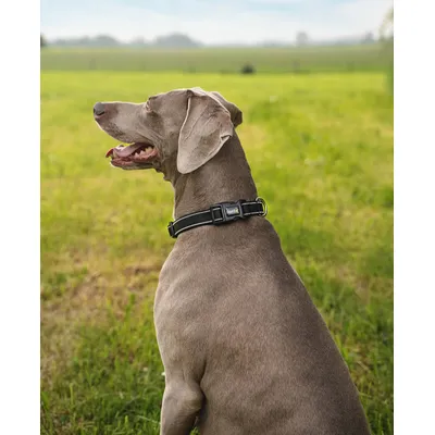 lionto collier pour chien en nylon, rembourré, réfléchissant 360° lionto collier pour chien en nylon, rembourré, réfléchissant 360°