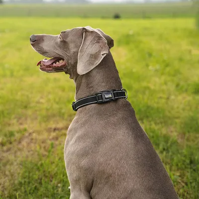 lionto collier pour chien en nylon, rembourré, réfléchissant 360°