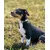 lionto collier pour chien en nylon, rembourré, réfléchissant 360° lionto collier pour chien en nylon, rembourré, réfléchissant 360°