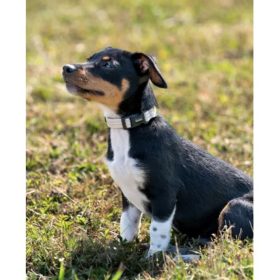 lionto collier pour chien en nylon, rembourré, réfléchissant 360° lionto collier pour chien en nylon, rembourré, réfléchissant 360°
