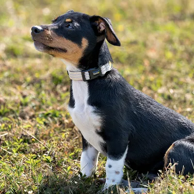 lionto collier pour chien en nylon, rembourré, réfléchissant 360°