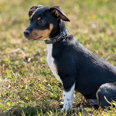 lionto collier pour chien en nylon, rembourré, réfléchissant 360°