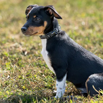 lionto collier pour chien en nylon, rembourré, réfléchissant 360°