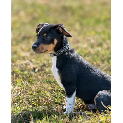 lionto collier pour chien en nylon, rembourré, réfléchissant 360°