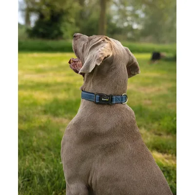 lionto collier pour chien en nylon, rembourré, réfléchissant 360°