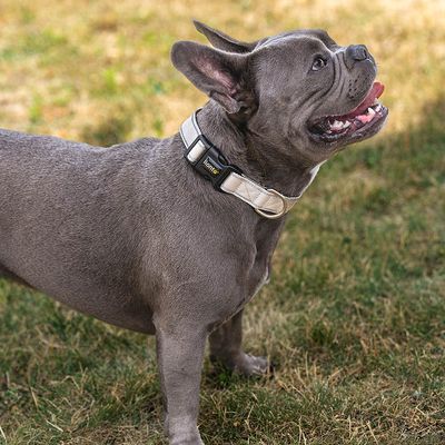 lionto collier pour chien en nylon, rembourré, réfléchissant 360°