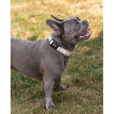 lionto Hundehalsband aus Nylon, gepolstert, 360° reflektierend