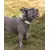 lionto collier pour chien en nylon, rembourré, réfléchissant 360°