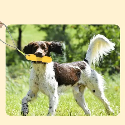 IntiMeg Jouets de piscine pour chiens