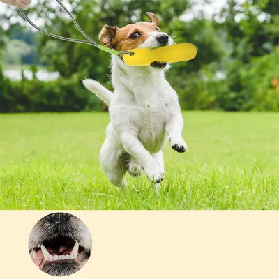 IntiMeg Jouets de piscine pour chiens