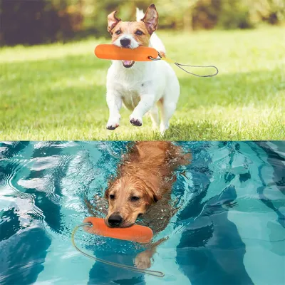 IntiMeg Jouets de piscine pour chiens