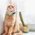 IntiMeg Lot de 3 colliers pour chat
