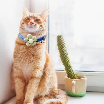 IntiMeg Lot de 3 colliers pour chat