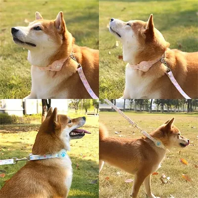 IntiMeg Locateur pour animaux de compagnie