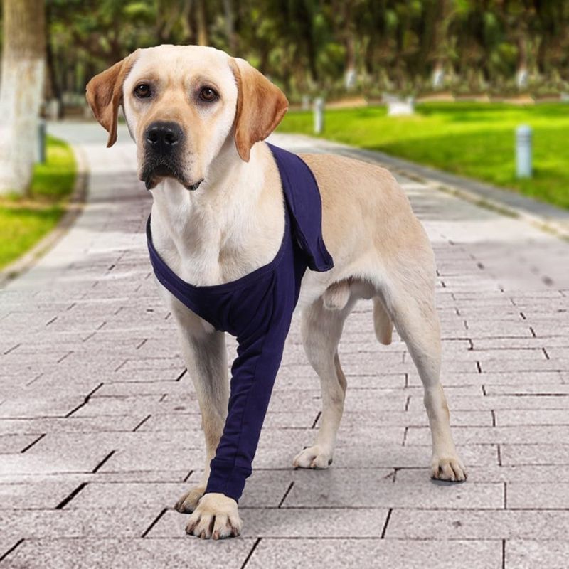 IntiMeg Manchon de Protection Anti-léchage pour Chiens